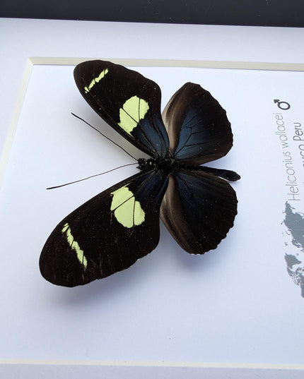 Heliconius wallacei,  wallace's longwing butterfly, wall decor, taxidermy gift, entomology present, frame 6" x 6"