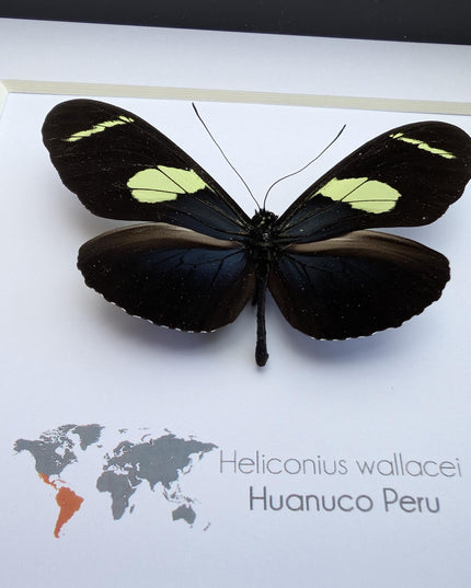 Heliconius wallacei,  wallace's longwing butterfly, wall decor, taxidermy gift, entomology present, frame 6" x 6"