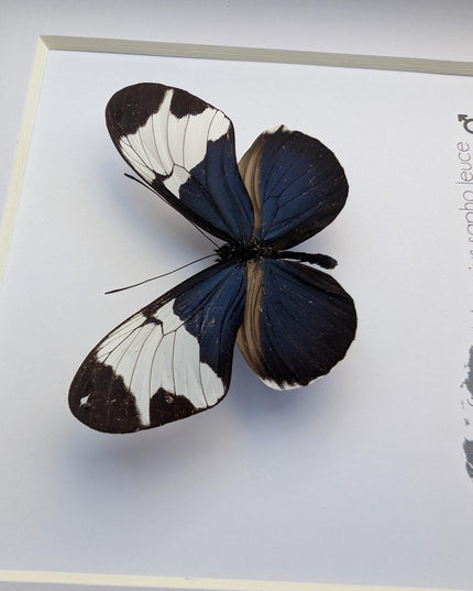 Framed Heliconius Sapho Butterfly, Taxidermy Wall Decor (6x6)