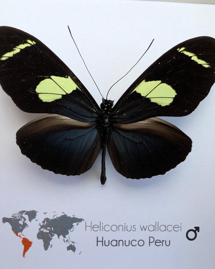 Heliconius wallacei,  wallace's longwing butterfly, wall decor, taxidermy gift, entomology present, frame 6" x 6"