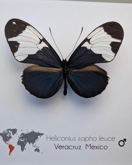 Framed Heliconius Sapho Butterfly, Taxidermy Wall Decor (6x6)