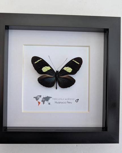 Heliconius wallacei,  wallace's longwing butterfly, wall decor, taxidermy gift, entomology present, frame 6" x 6"