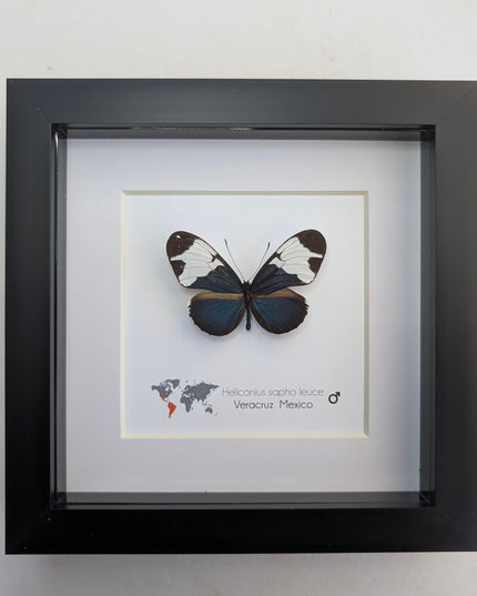 Framed Heliconius Sapho Butterfly, Taxidermy Wall Decor (6x6)