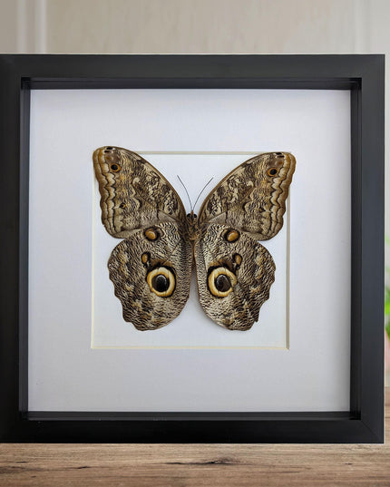Framed Caligo Illioneus Butterfly, Giant Owl Taxidermy Specimen, 10x10"