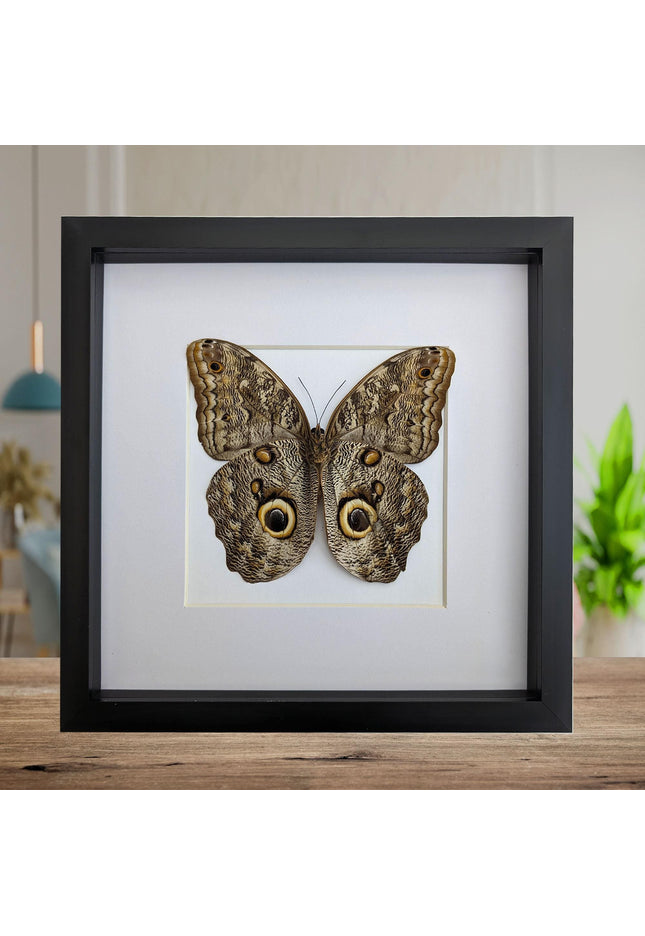 Framed Caligo Illioneus Butterfly, Giant Owl Taxidermy Specimen, 10x10"