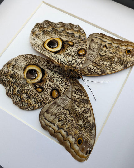 Framed Caligo Illioneus Butterfly, Giant Owl Taxidermy Specimen, 10x10"