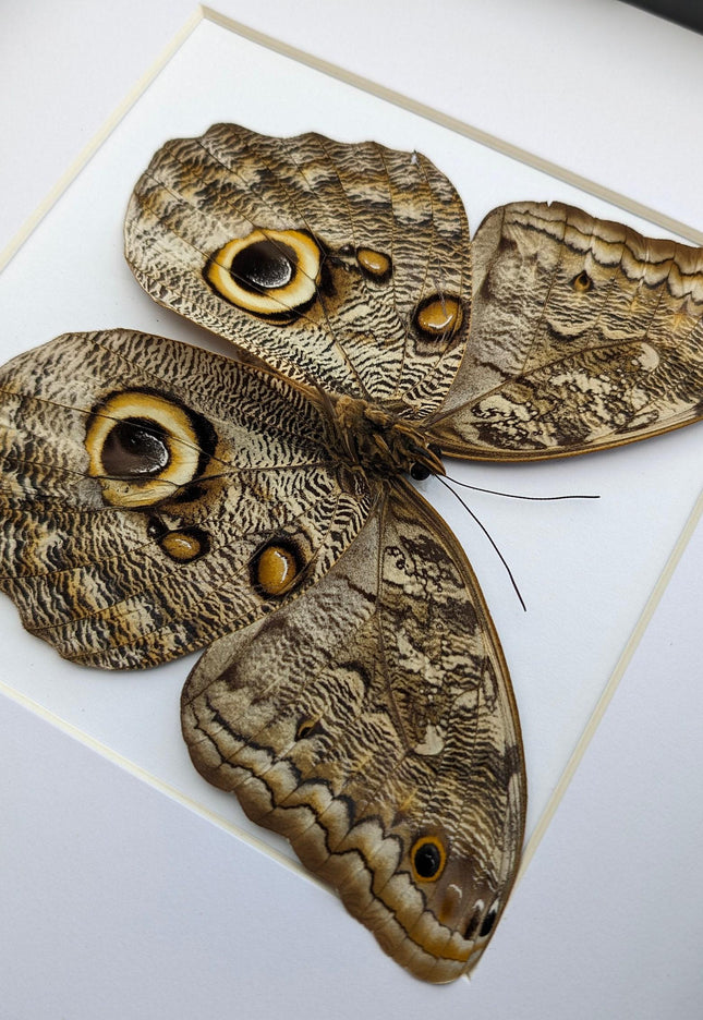 Framed Caligo Illioneus Butterfly, Giant Owl Taxidermy Specimen, 10x10"