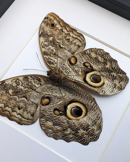 Framed Caligo Illioneus Butterfly, Giant Owl Taxidermy Specimen, 10x10"