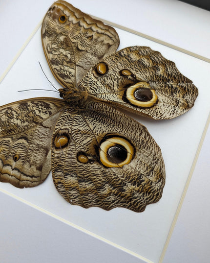 Framed Caligo Illioneus Butterfly, Giant Owl Taxidermy Specimen, 10x10"