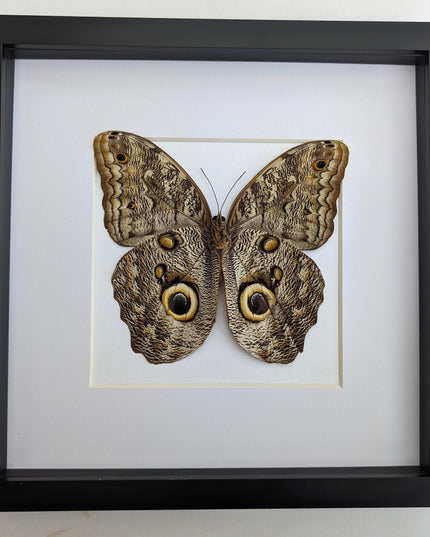 Framed Caligo Illioneus Butterfly, Giant Owl Taxidermy Specimen, 10x10"