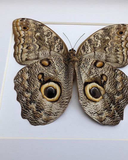 Framed Caligo Illioneus Butterfly, Giant Owl Taxidermy Specimen, 10x10"