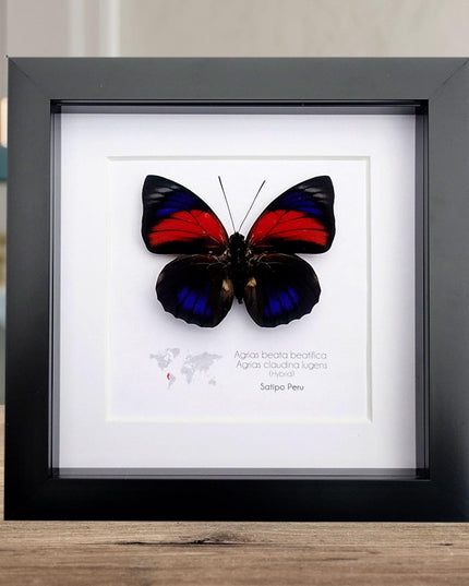 Hybrid agrias butterfly: red & blue winged entomology display