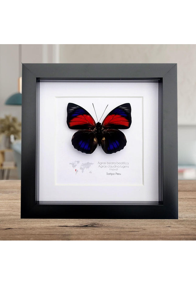 Hybrid agrias butterfly: red & blue winged entomology display