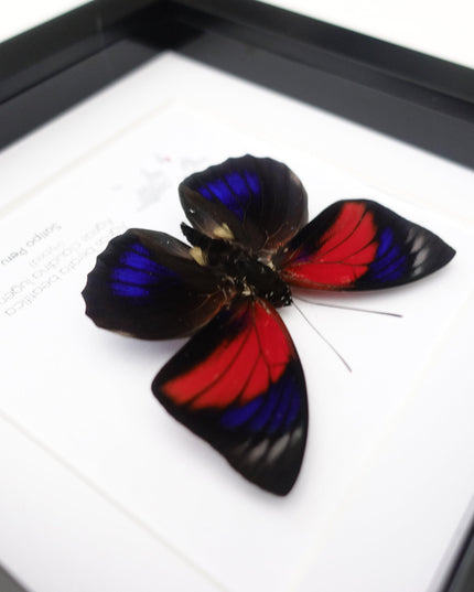 Hybrid agrias butterfly: red & blue winged entomology display