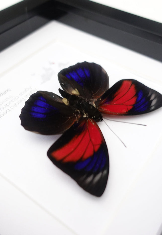 Hybrid agrias butterfly: red & blue winged entomology display