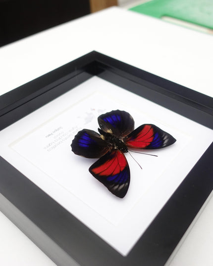 Hybrid agrias butterfly: red & blue winged entomology display