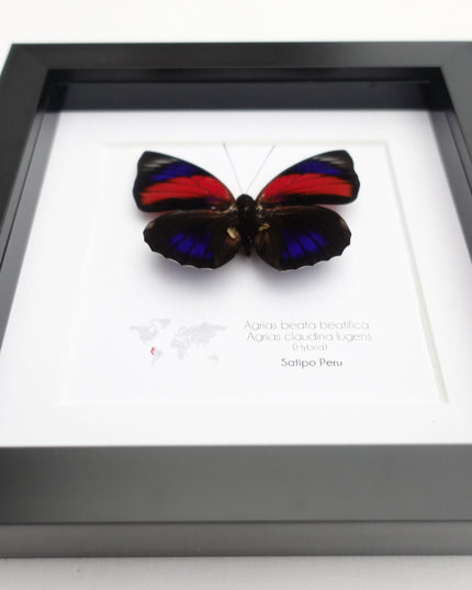 Hybrid agrias butterfly: red & blue winged entomology display