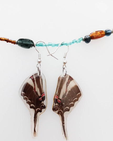 Real wings earrings coated in resin, eurytides philolaus, the dark zebra swallowtail or dark kite-swallowtail