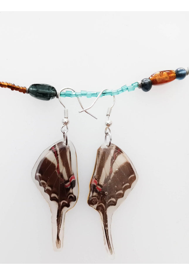 Real wings earrings coated in resin, eurytides philolaus, the dark zebra swallowtail or dark kite-swallowtail