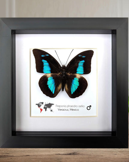 Framed Prepona phaedra aelia Butterfly, Iridescent Blue Insect Wall Decor