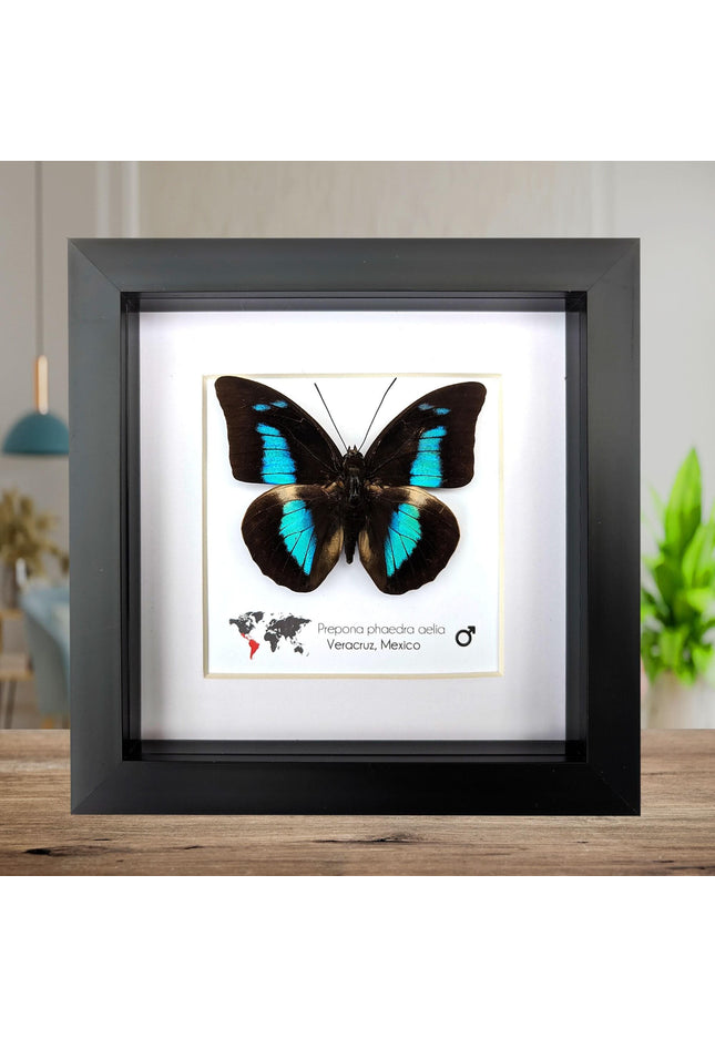 Framed Prepona phaedra aelia Butterfly, Iridescent Blue Insect Wall Decor
