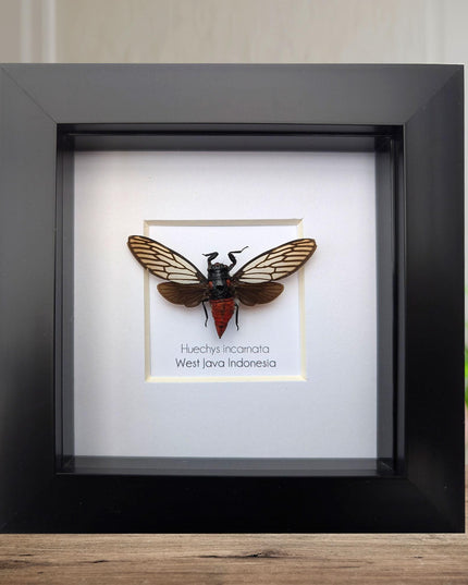 Framed rosy cicada: huechys incarnata entomology display (4x4")