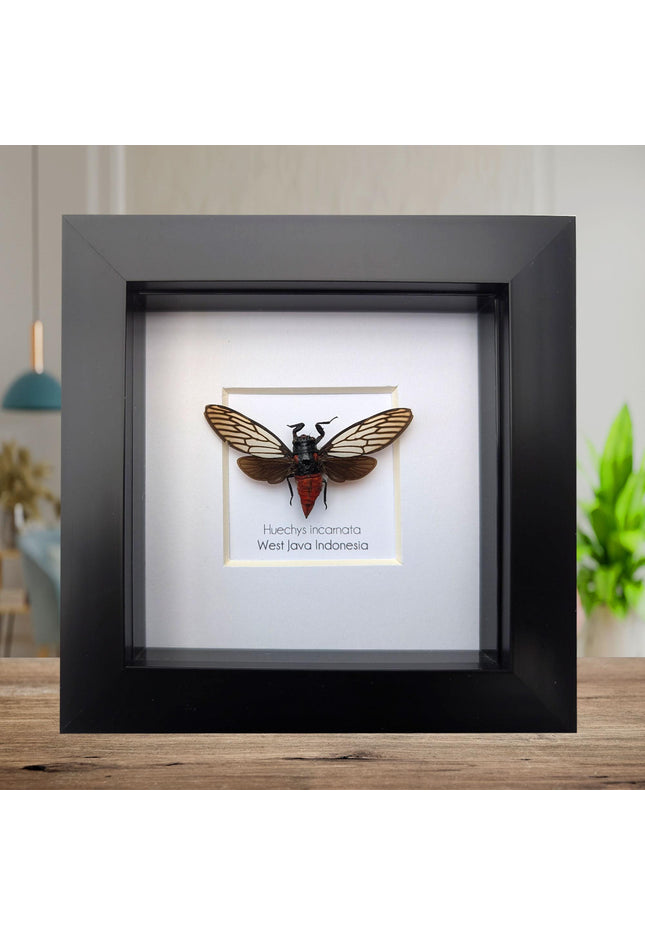 Framed rosy cicada: huechys incarnata entomology display (4x4")