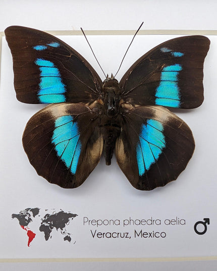 Framed Prepona phaedra aelia Butterfly, Iridescent Blue Insect Wall Decor