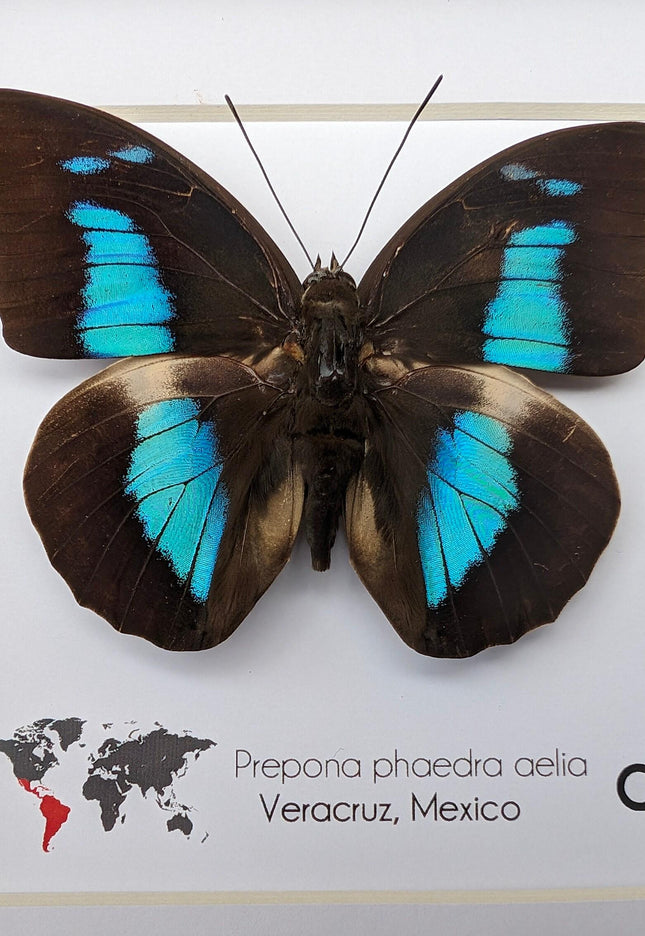 Framed Prepona phaedra aelia Butterfly, Iridescent Blue Insect Wall Decor