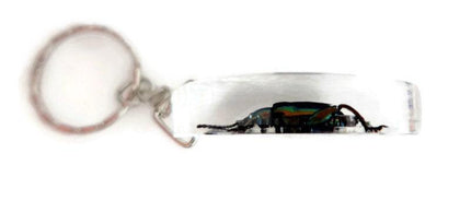 Frog beetle keychain: metallic green insect resin keyring