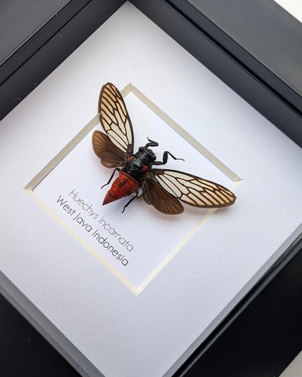 Framed rosy cicada: huechys incarnata entomology display (4x4")