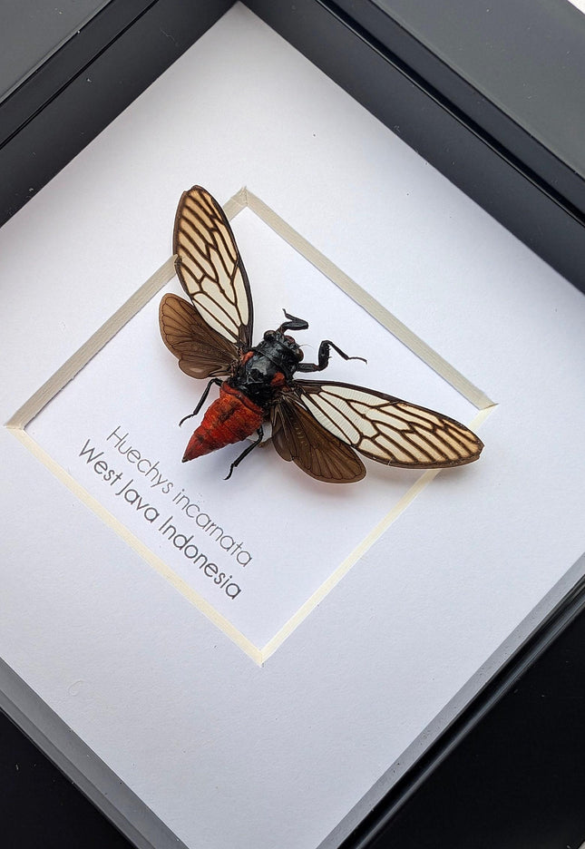 Framed rosy cicada: huechys incarnata entomology display (4x4")