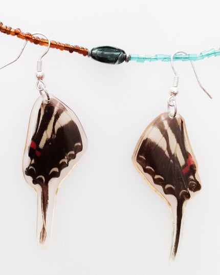 Real wings earrings coated in resin, eurytides philolaus, the dark zebra swallowtail or dark kite-swallowtail