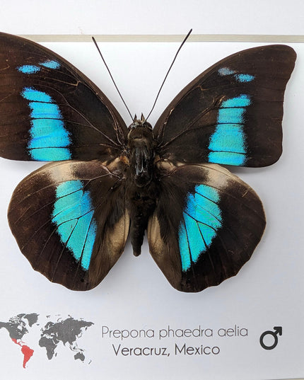 Framed Prepona phaedra aelia Butterfly, Iridescent Blue Insect Wall Decor