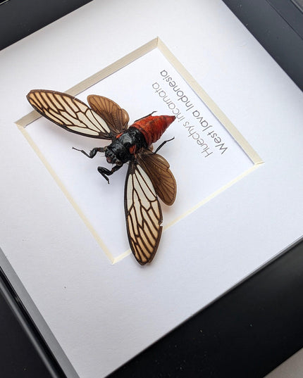 Framed rosy cicada: huechys incarnata entomology display (4x4")
