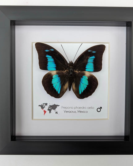 Framed Prepona phaedra aelia Butterfly, Iridescent Blue Insect Wall Decor