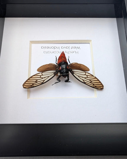 Framed rosy cicada: huechys incarnata entomology display (4x4")