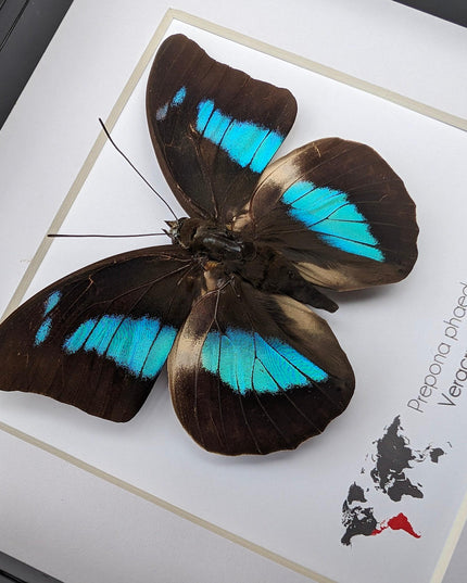 Framed Prepona phaedra aelia Butterfly, Iridescent Blue Insect Wall Decor