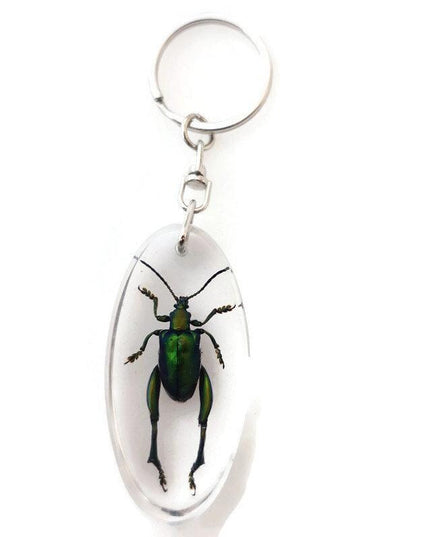 Real metallic green frog beetle keychain - sagra longicollis resin keyring