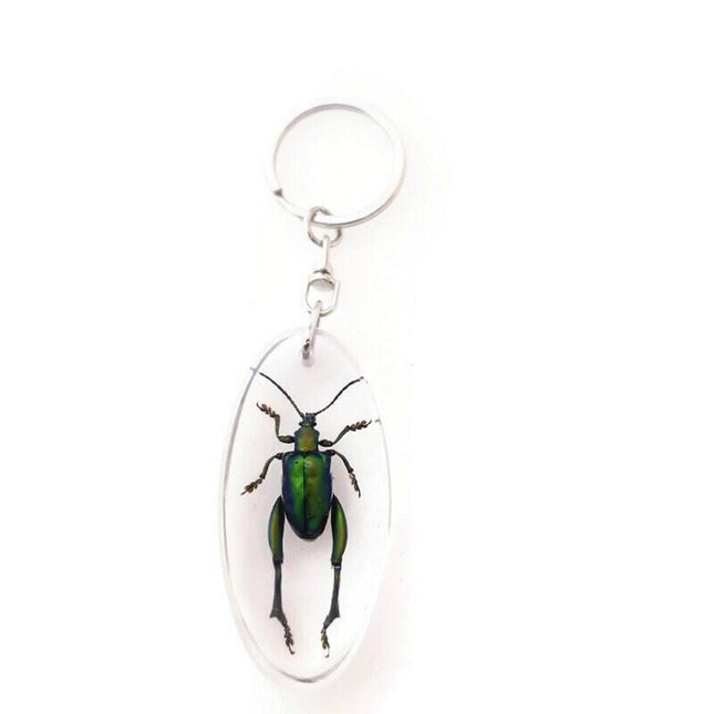 Real metallic green frog beetle keychain - sagra longicollis resin keyring