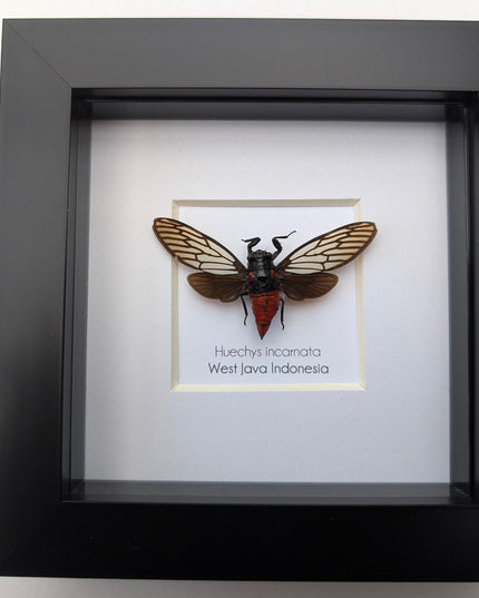 Framed rosy cicada: huechys incarnata entomology display (4x4")