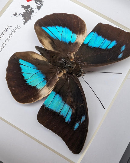 Framed Prepona phaedra aelia Butterfly, Iridescent Blue Insect Wall Decor