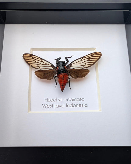 Framed rosy cicada: huechys incarnata entomology display (4x4")