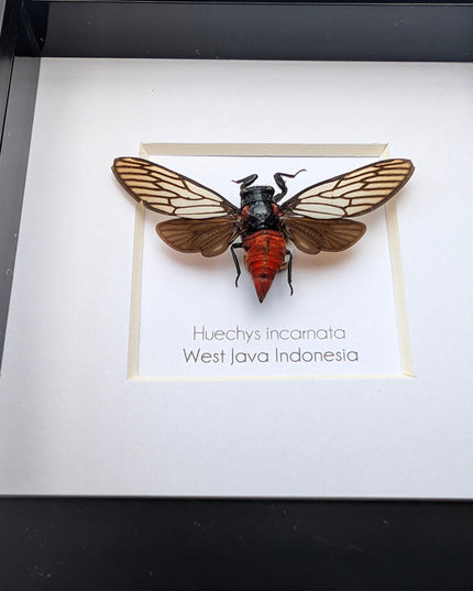 Framed rosy cicada: huechys incarnata entomology display (4x4")
