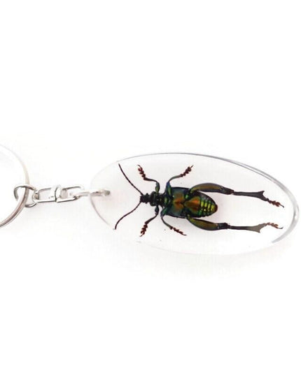 Real metallic green frog beetle keychain - sagra longicollis resin keyring