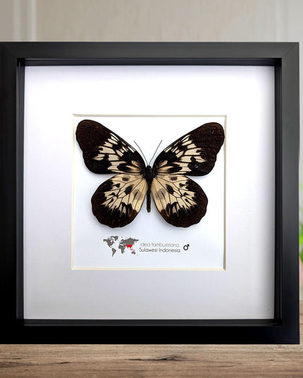 Framed sulawesi tree-nymph butterfly: black & white insect art (10" x 10")