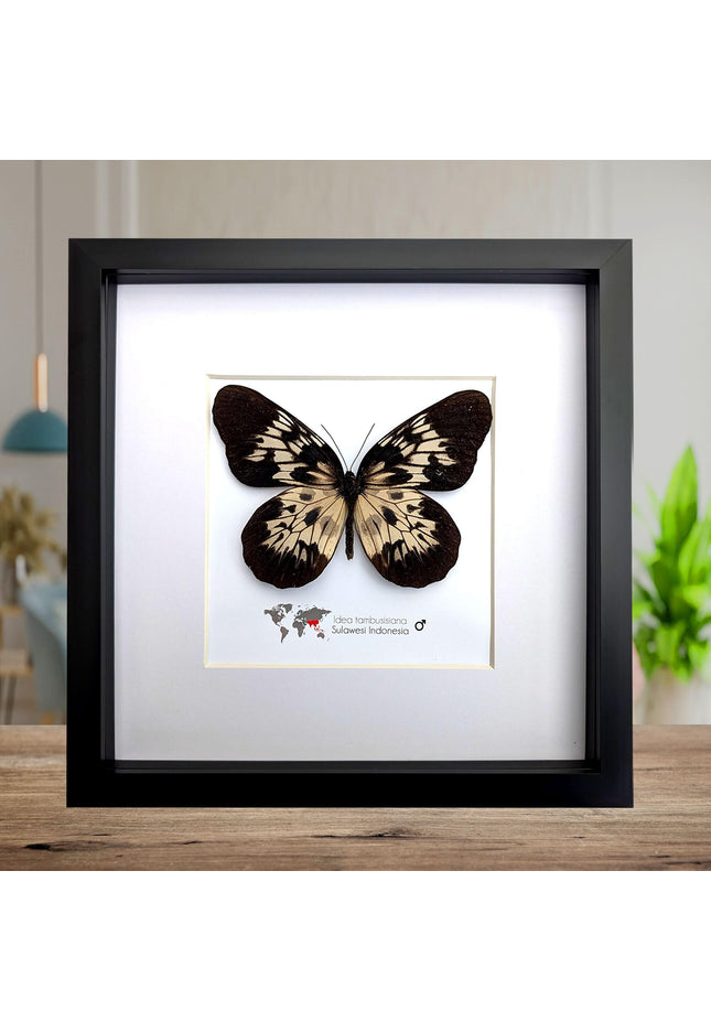 Framed sulawesi tree-nymph butterfly: black & white insect art (10" x 10")