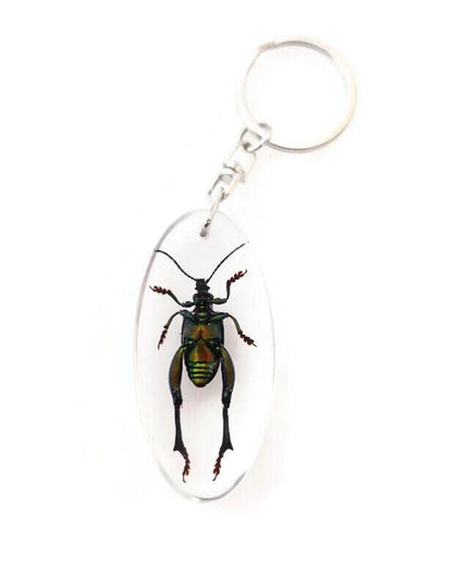 Real metallic green frog beetle keychain - sagra longicollis resin keyring