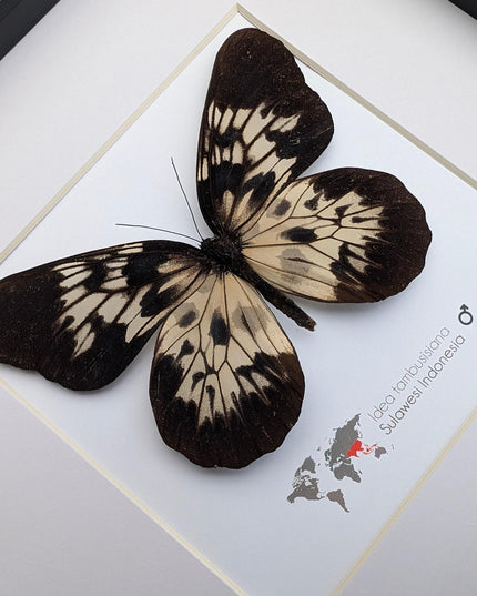 Framed sulawesi tree-nymph butterfly: black & white insect art (10" x 10")