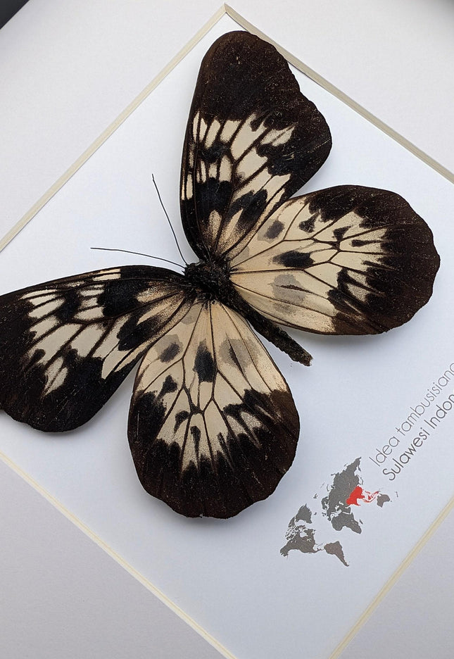 Framed sulawesi tree-nymph butterfly: black & white insect art (10" x 10")